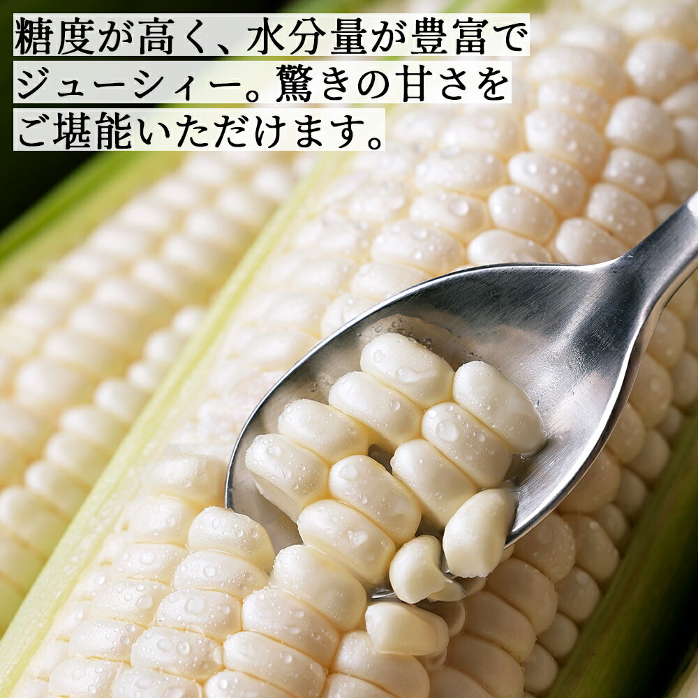 【ふるさと納税】2026年産 先行予約 北海道産 ホワイトコーン 6本 or 10本 レビュー★5 北海道 上士幌町 須田農場 野菜 白い スイートコーン とうもろこし トウモロコシ 産地直送 冷蔵 ◆2026年08月配送予定 レビューキャンペーン対象品 - 画像3