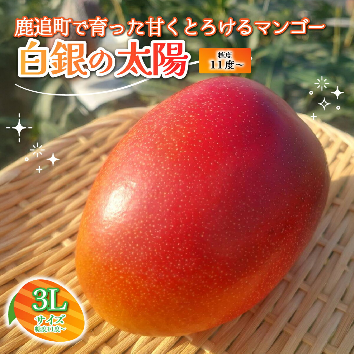 北海道鹿追産　白銀の太陽（糖度11度～）　3L×1玉【 ふるさと納税 人気 おすすめ ランキング マンゴー マンゴーフルーツ 果物 くだもの 果実 フルーツ ハウス栽培マンゴー 北海道 鹿追町 送料無料 】 SKZ012