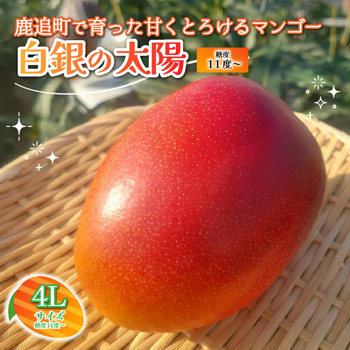 北海道鹿追産　白銀の太陽（糖度11度～）　4L×1玉【 ふるさと納税 人気 おすすめ ランキング マンゴー マンゴーフルーツ 果物 くだもの 果実 フルーツ ハウス栽培マンゴー 北海道 鹿追町 送料無料 】 SKZ013