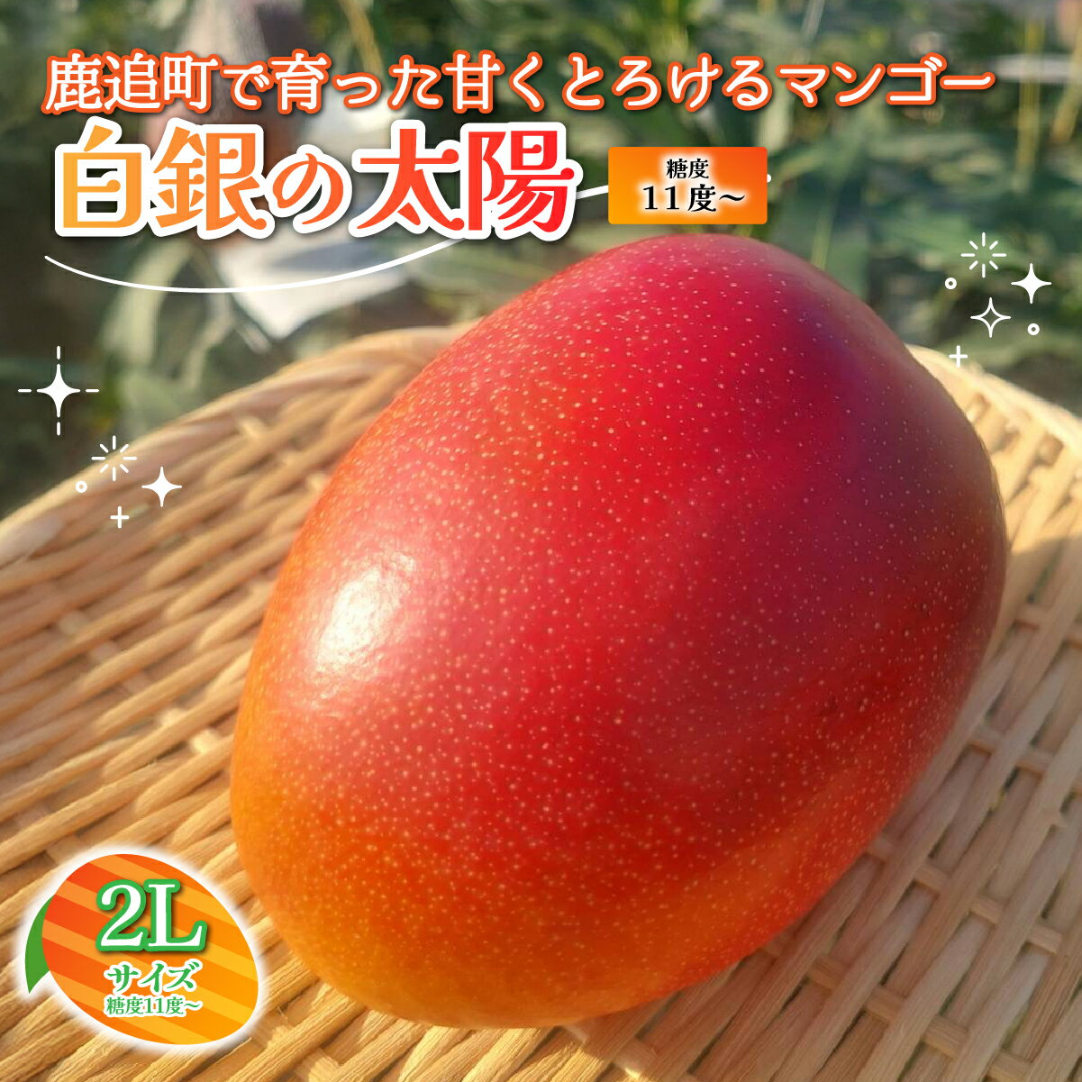 北海道鹿追産　白銀の太陽（糖度11度～）　2L×1玉【 ふるさと納税 人気 おすすめ ランキング マンゴー マンゴーフルーツ 果物 くだもの 果実 フルーツ ハウス栽培マンゴー 北海道 鹿追町 送料無料 】 SKZ011