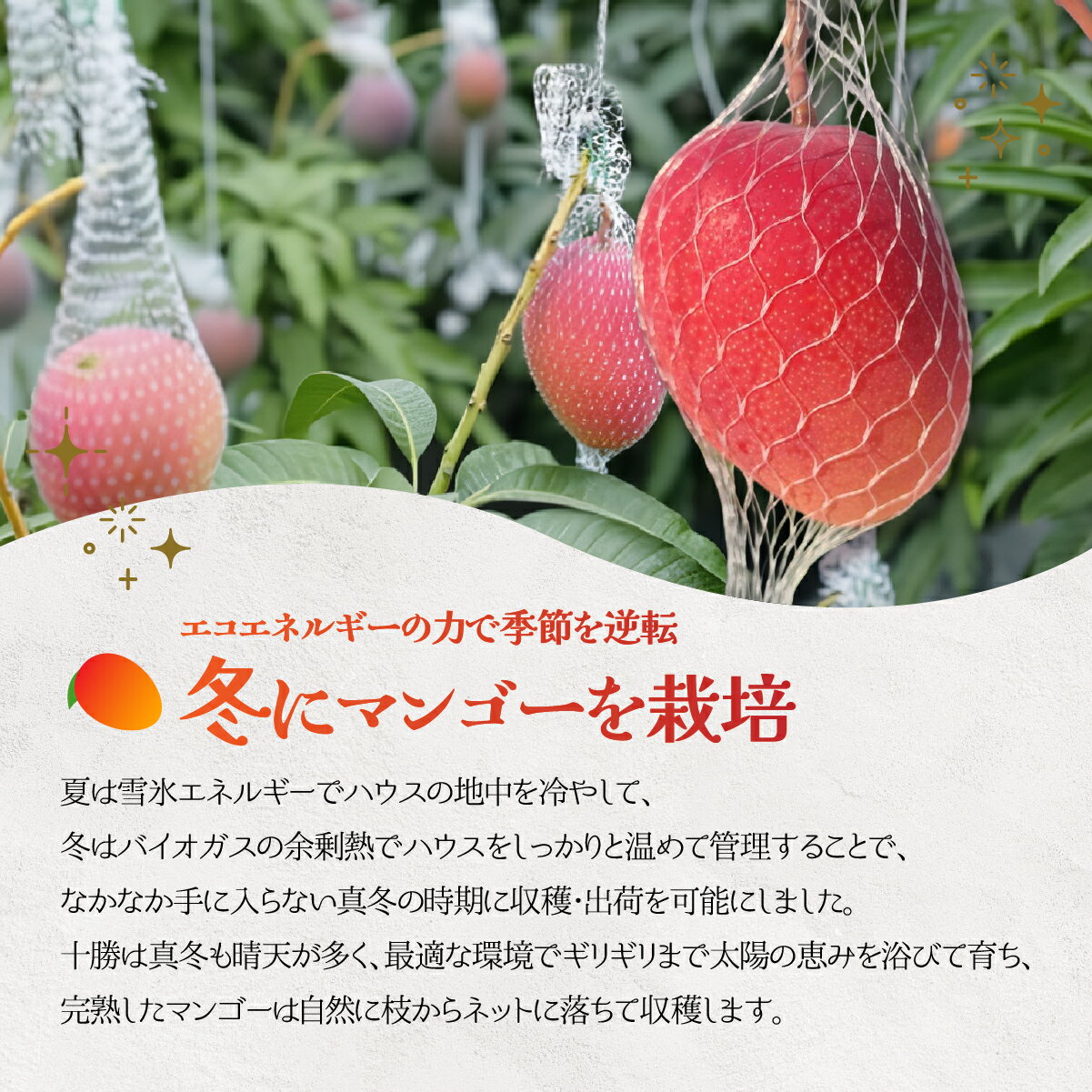 【ふるさと納税】北海道鹿追産　白銀の太陽（糖度11度～）　2L×1玉【 ふるさと納税 人気 おすすめ ランキング マンゴー マンゴーフルーツ 果物 くだもの 果実 フルーツ ハウス栽培マンゴー 北海道 鹿追町 送料無料 】 SKZ011 サムネイル2