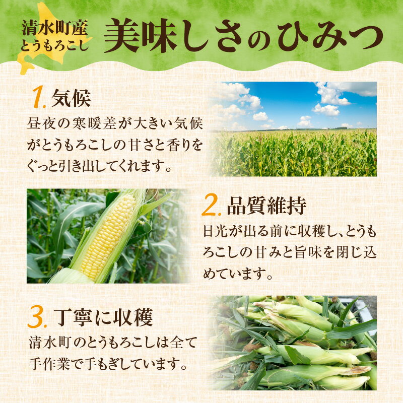 【ふるさと納税】【2026年8月～発送開始！】北海道十勝清水町産 黄金の甘さ ゴールドラッシュ！サイズ混合 10～12本 極甘とうもろこし 北海道十勝 清水町産 2026年 フルーツのような甘さ 産直 産地直送 ジューシー プリッとはじける食感 濃厚な甘さ 北海道 清水町 送料無料 - 画像2