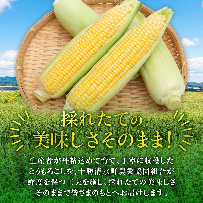 【ふるさと納税】【2026年8月～発送開始！】北海道十勝清水町産 黄金の甘さ ゴールドラッシュ！サイズ混合 10～12本 極甘とうもろこし 北海道十勝 清水町産 2026年 フルーツのような甘さ 産直 産地直送 ジューシー プリッとはじける食感 濃厚な甘さ 北海道 清水町 送料無料 - 画像3