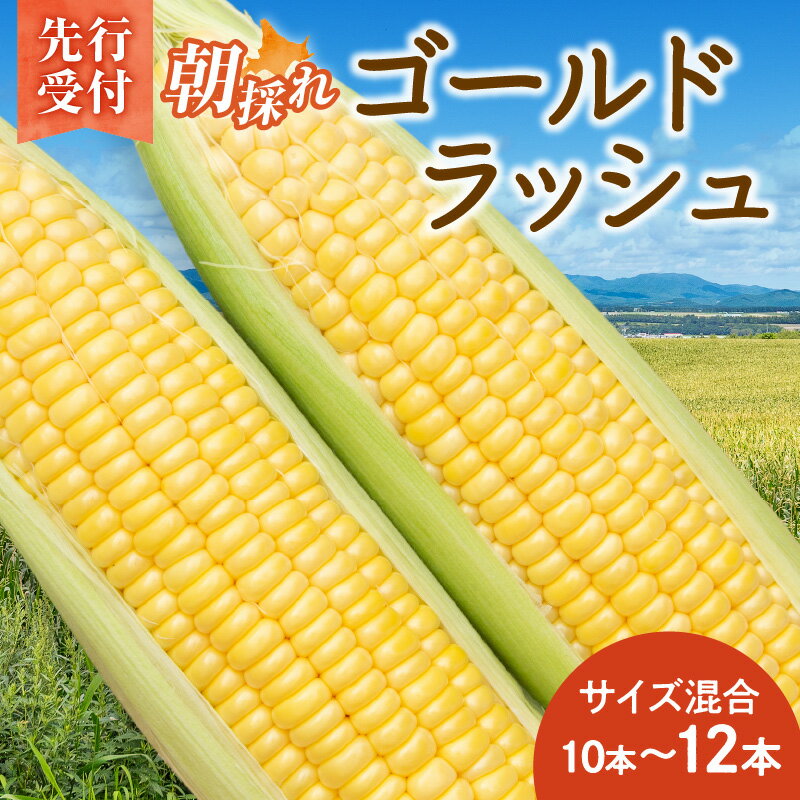 【2026年8月～発送開始！】北海道十勝清水町産 黄金の甘さ ゴールドラッシュ！サイズ混合 10～12本 極甘とうもろこし 北海道十勝 清水町産 2026年 フルーツのような甘さ 産直 産地直送 ジューシー プリッとはじける食感 濃厚な甘さ 北海道 清水町 送料無料