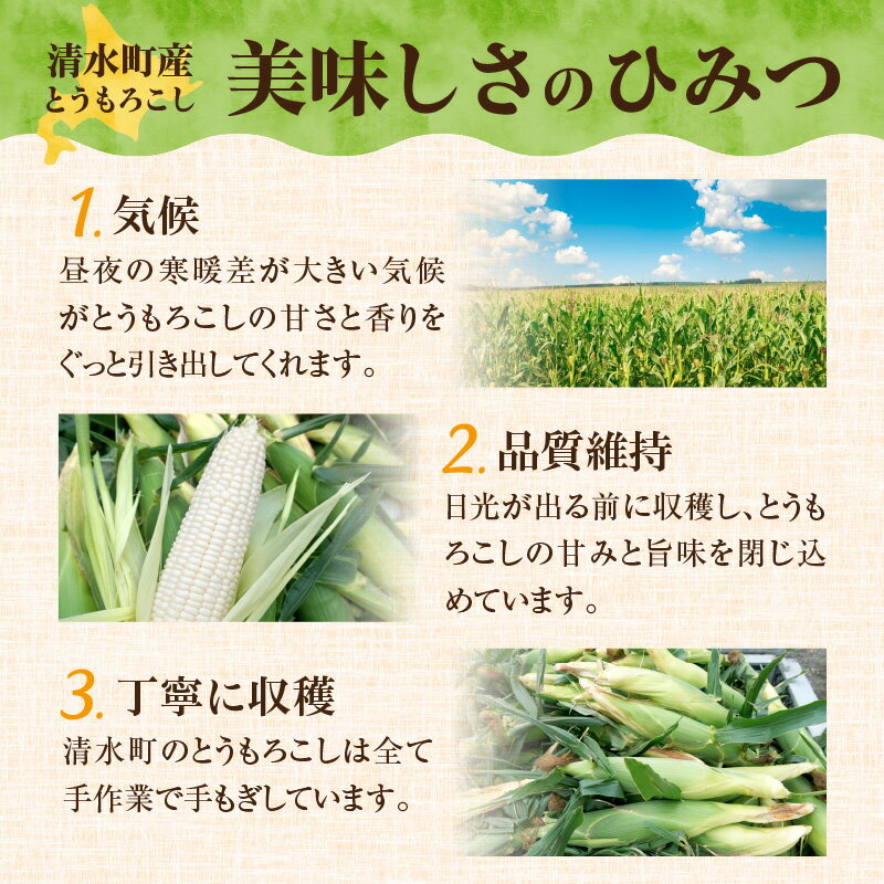 【ふるさと納税】【2026年8月～発送開始！】北海道十勝清水町産 白いとうもろこし ホワイトショコラ サイズ混合 10～12本 ホワイト 北海道産 2026年 とうきび 産直 産地直送 希少品種 幻のとうもろこし ぷちっとはじける食感 白い コーン 北海道 清水町 送料無料 - 画像2