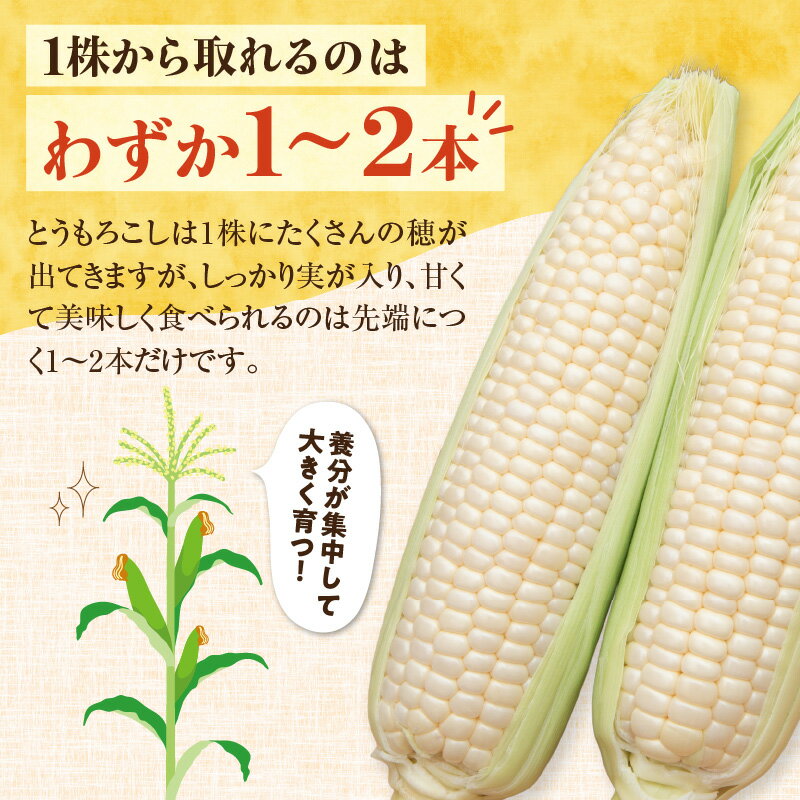 【ふるさと納税】【2026年8月～発送開始！】北海道十勝清水町産 白いとうもろこし ホワイトショコラ サイズ混合 10～12本 ホワイト 北海道産 2026年 とうきび 産直 産地直送 希少品種 幻のとうもろこし ぷちっとはじける食感 白い コーン 北海道 清水町 送料無料 - 画像3