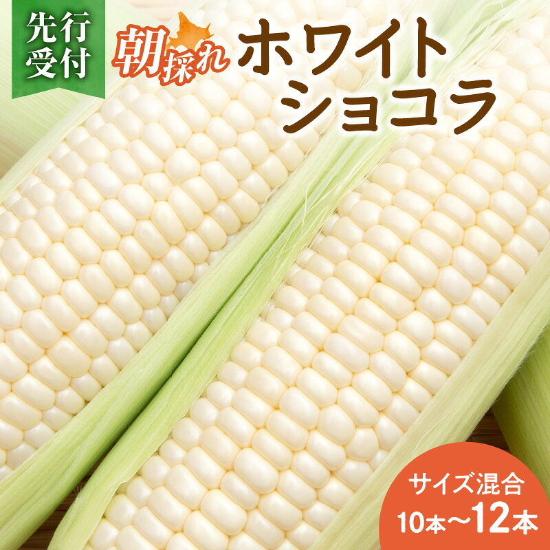 【2026年8月～発送開始！】北海道十勝清水町産 白いとうもろこし ホワイトショコラ サイズ混合 10～12本 ホワイト 北海道産 2026年 とうきび 産直 産地直送 希少品種 幻のとうもろこし ぷちっとはじける食感 白い コーン 北海道 清水町 送料無料