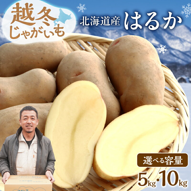 【 選べる内容量！ 】 ホクホク あま～い！ 低温貯蔵！北海道産 越冬じゃがいも はるか 約 5kg 約 10kg じゃがいも いも 芋 はるか 産地直送 越冬 じゃがバター フライドポテト ポテトグラタン 肉じゃが マッシュポテト コロッケ 北海道 清水町 送料無料