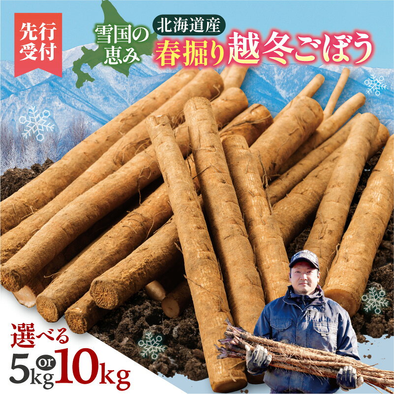 【先行予約 2026年4月発送】北海道十勝清水町産 春掘り 越冬ごぼう 選べる 5kg 10kg 雪の下で甘み凝縮 手作業収穫 食物繊維豊富 新鮮野菜 学校給食採用 きんぴら 春の味覚 きんぴらごぼう 煮物 素揚げ 春野菜 旬の野菜 季節限定 北海道 清水町 送料無料