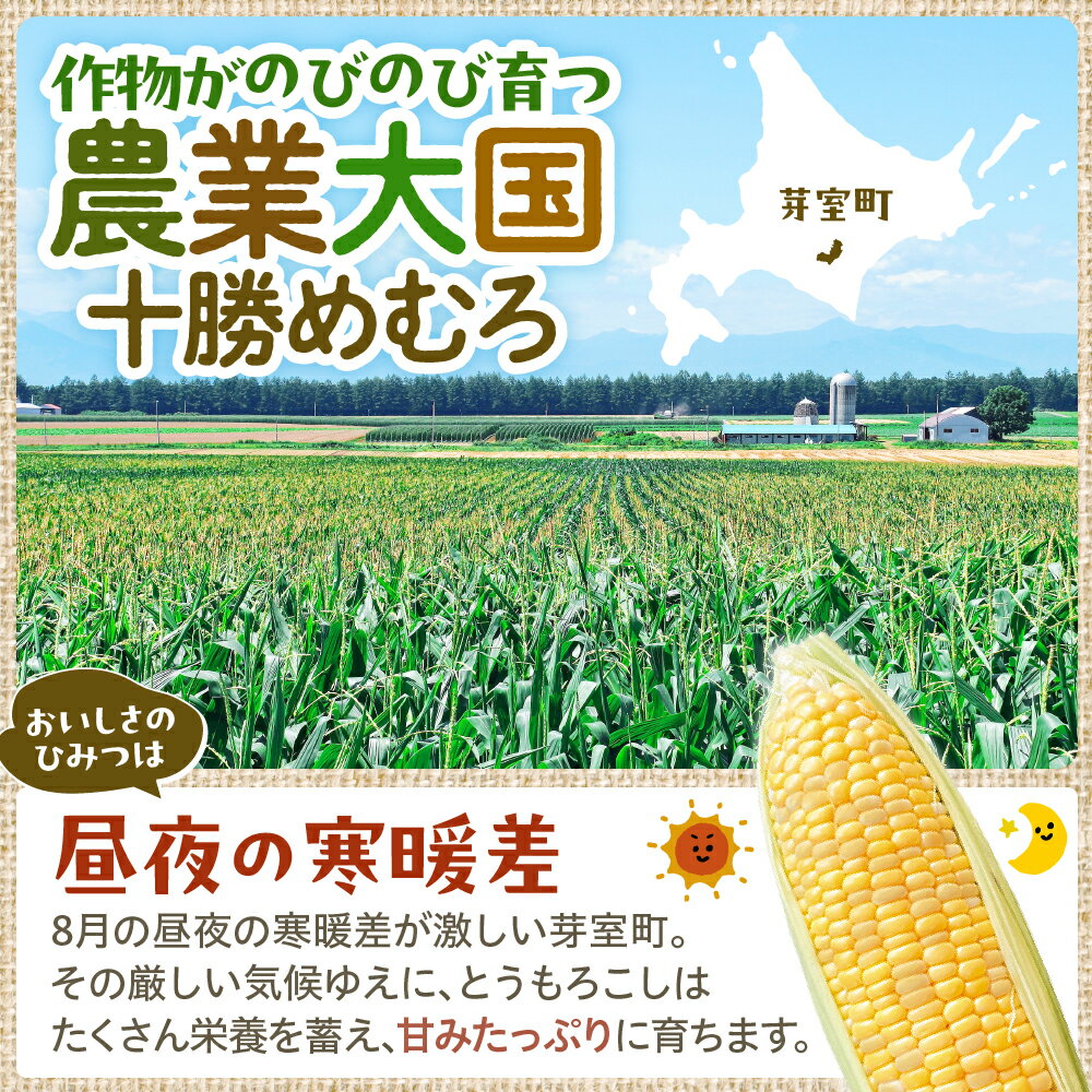 【ふるさと納税】【先行予約】 2026年産 とうもろこし 北海道産 バイカラー ドルチェドリーム 10本 【7月下旬～8月中旬にかけて順次発送】 / コーン とうきび キャンプ飯 BBQ 生 野菜 朝採り 産地直送 冷蔵 送料無料 北海道 十勝 芽室町 サムネイル3