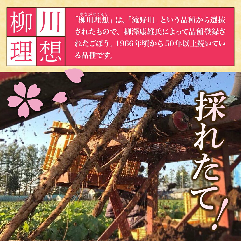 【ふるさと納税】【先行予約】【2026年5月中旬より順次発送】なまら十勝野 芽室町産 春掘り ごぼう【柳川理想】Mサイズ 選べる 2kg / 5kg 産地直送 野菜 根菜 ゴボウ きんぴら 炊き込みご飯 お取り寄せ 送料無料 北海道 十勝 芽室町 - 画像3