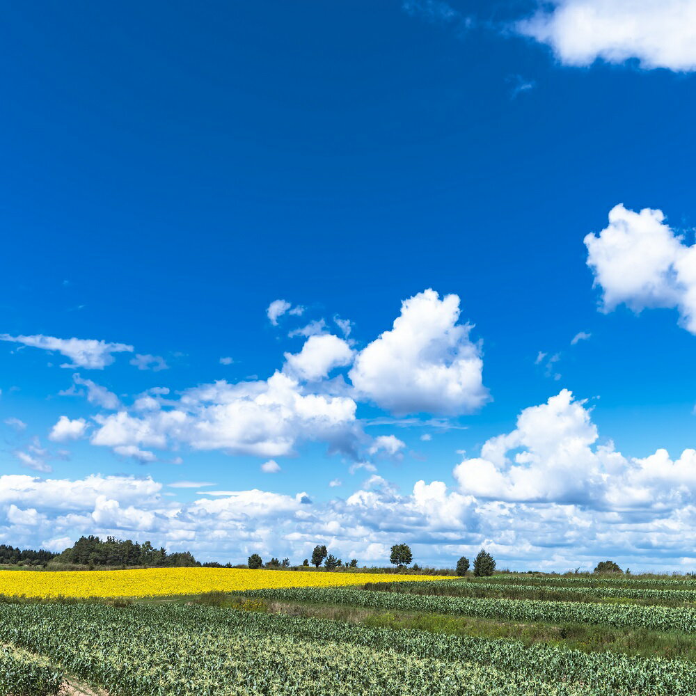 【ふるさと納税】【先行受付】【2026年8月より発送】産地直送 なまら十勝野の 季節のおまかせ 野菜 セット 夏 詰合せ 旬 食品 グルメ 送料無料 冷蔵発送 北海道 十勝 芽室町 - 画像3
