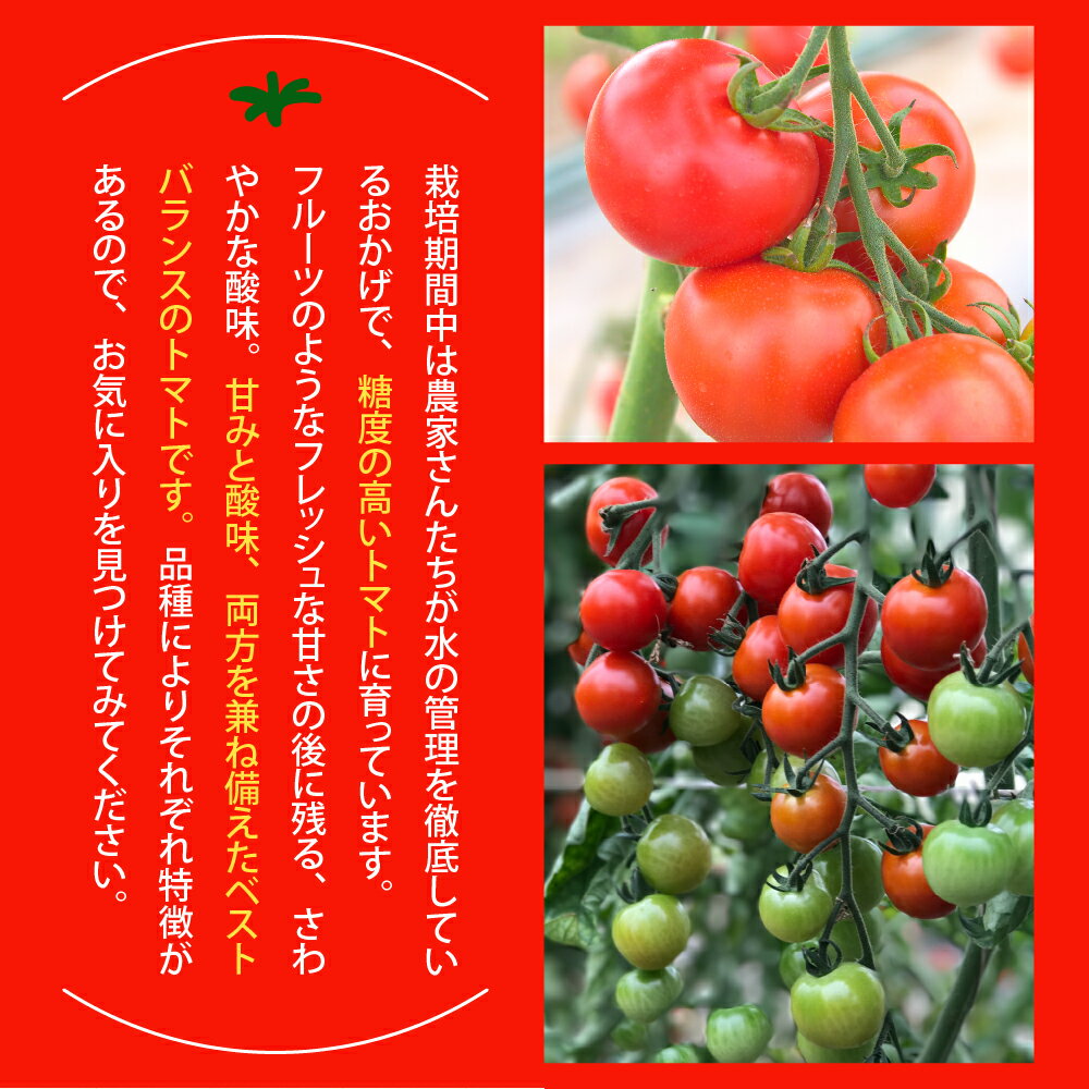 【ふるさと納税】【先行受付】【2026年8月上旬より順次発送】なまら十勝野の旬の完熟トマトを3~4品種詰め合わせた 食べ比べセット 完熟 トマト 3〜4品種 200g×6パック 野菜 期間限定 北海道産 カラートマト おまかせ アイコ ミックス もぎたて 北海道 十勝 芽室町 - 画像3