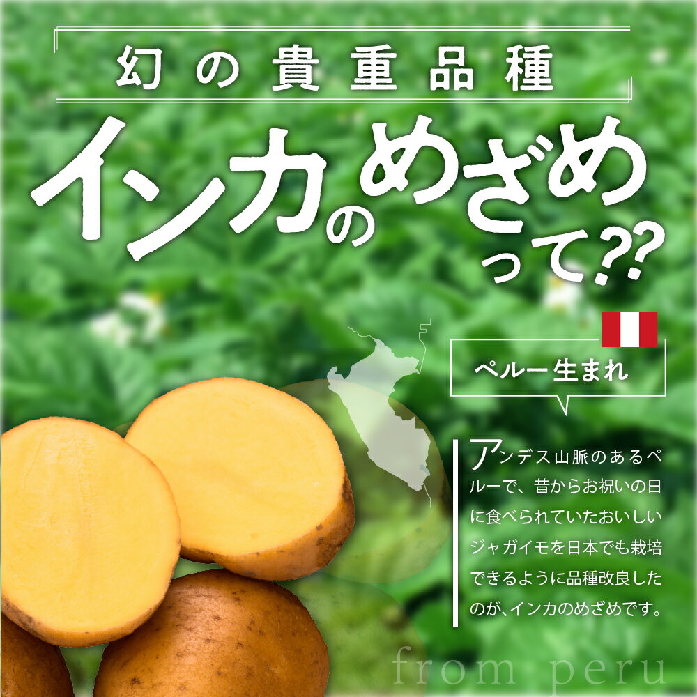 【ふるさと納税】【 先行予約 】じゃがいも 貴重品種 インカのめざめ 5kg【2026年9月下旬より配送予定】先行受付 芋 ジャガイモ インカ 産地直送 数量限定 ポテト 甘い ねっとり 濃厚 幻 芋 お芋 イモ いも 新鮮 北海道 十勝 芽室町 - 画像3