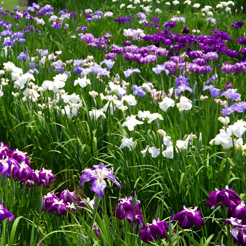 【ふるさと納税】 イリスガーデン オリジナル キャンバス トートバッグ トートバッグ キャンバストート トート バッグ 北海道 十勝 芽室町 サムネイル3