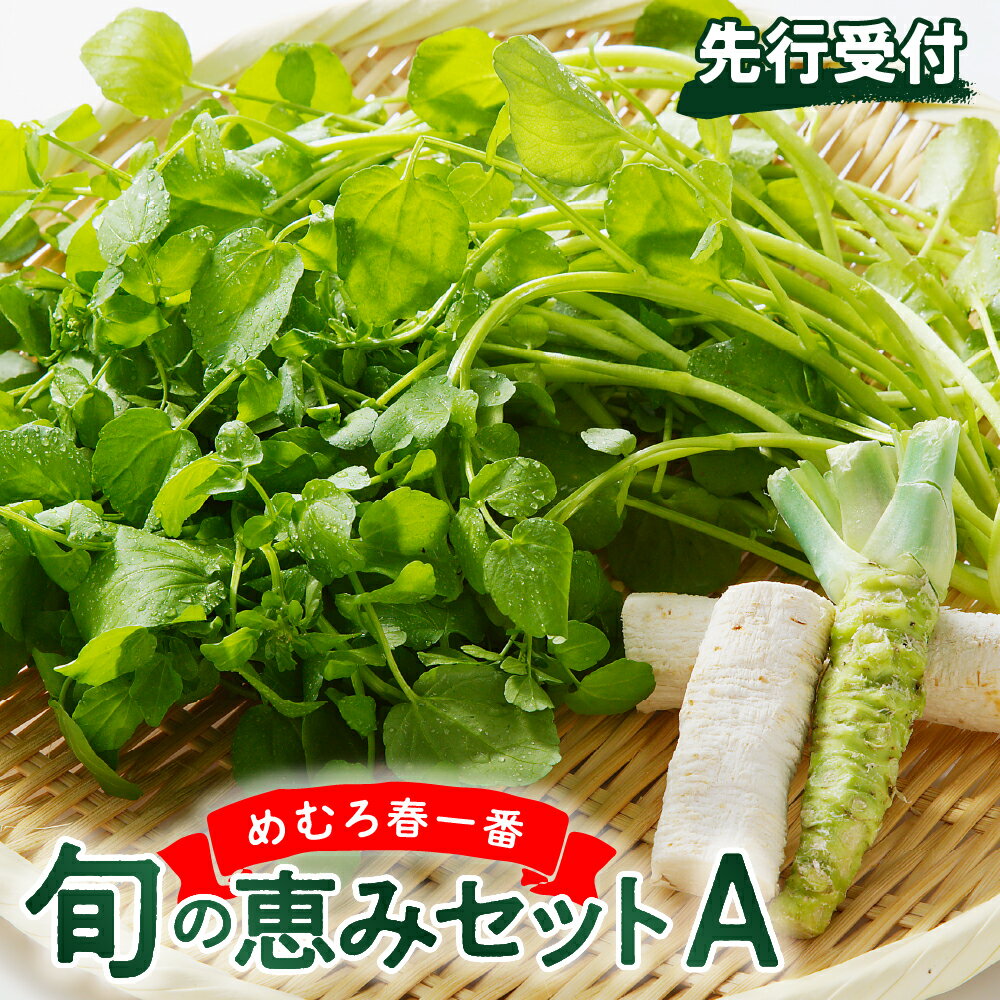 【先行受付】めむろ春一番 旬の恵みセットA【2026年4月下旬より発送】 旬 新鮮 産地直送 本わさび 山わさび サラダ 野菜 クレソン 薬味 香味野菜 おひたし ソテー 付け合わせ 北海道 十勝 芽室町