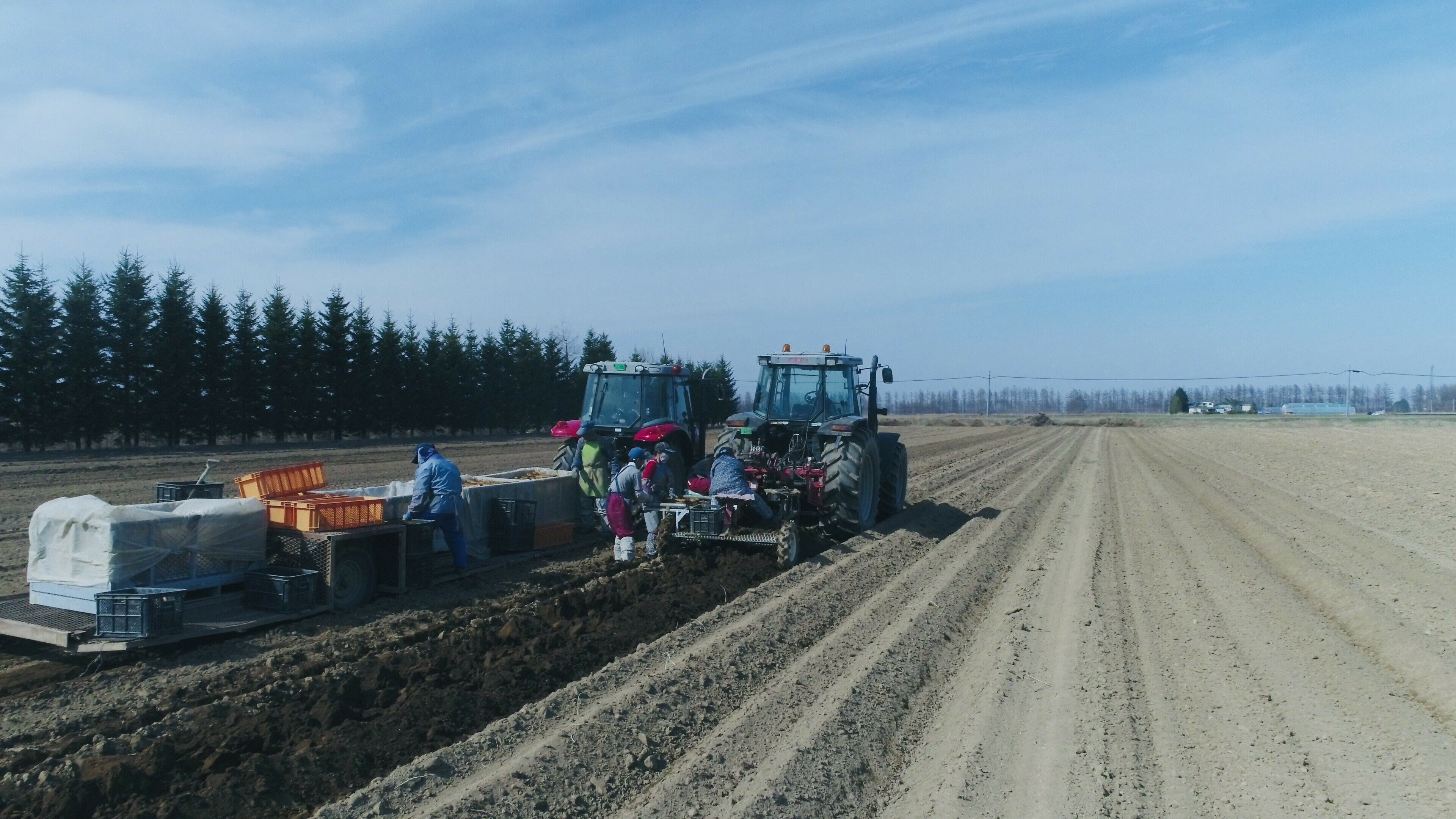 【ふるさと納税】ファーム・ミリオンの長芋ごぼうセット 10kg土付き 長芋 長いも 芋 ごぼう セット 野菜 国産 とろろ 山かけ 滋養強壮 ご飯 お供 お裾分け 有機栽培 産地直送 北海道 十勝 芽室町 送料無料 - 画像3