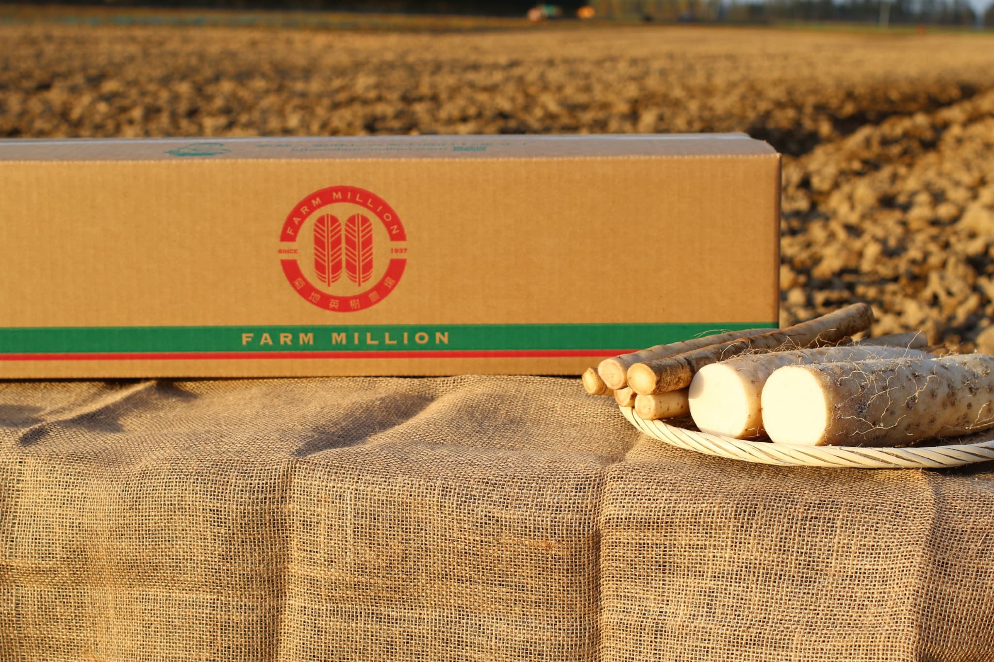 【ふるさと納税】ファーム・ミリオンの長芋ごぼうセット 10kg土付き 長芋 長いも 芋 ごぼう セット 野菜 国産 とろろ 山かけ 滋養強壮 ご飯 お供 お裾分け 有機栽培 産地直送 北海道 十勝 芽室町 送料無料 - 画像2