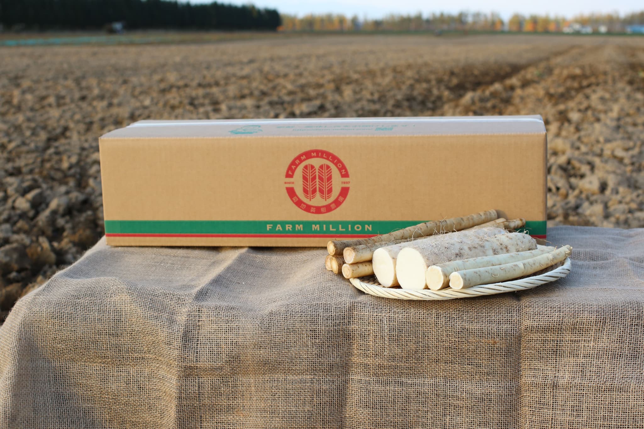 【ふるさと納税】ファーム・ミリオンの贅沢根菜セット（長芋・ごぼう・山わさび）土付き長芋 長いも 芋 ごぼう 山わさび 野菜 セット 贅沢 国産 とろろ 山かけ 滋養強壮 ご飯 お供 お裾分け 有機栽培 産地直送 北海道 十勝 芽室町 送料無料 - 画像2