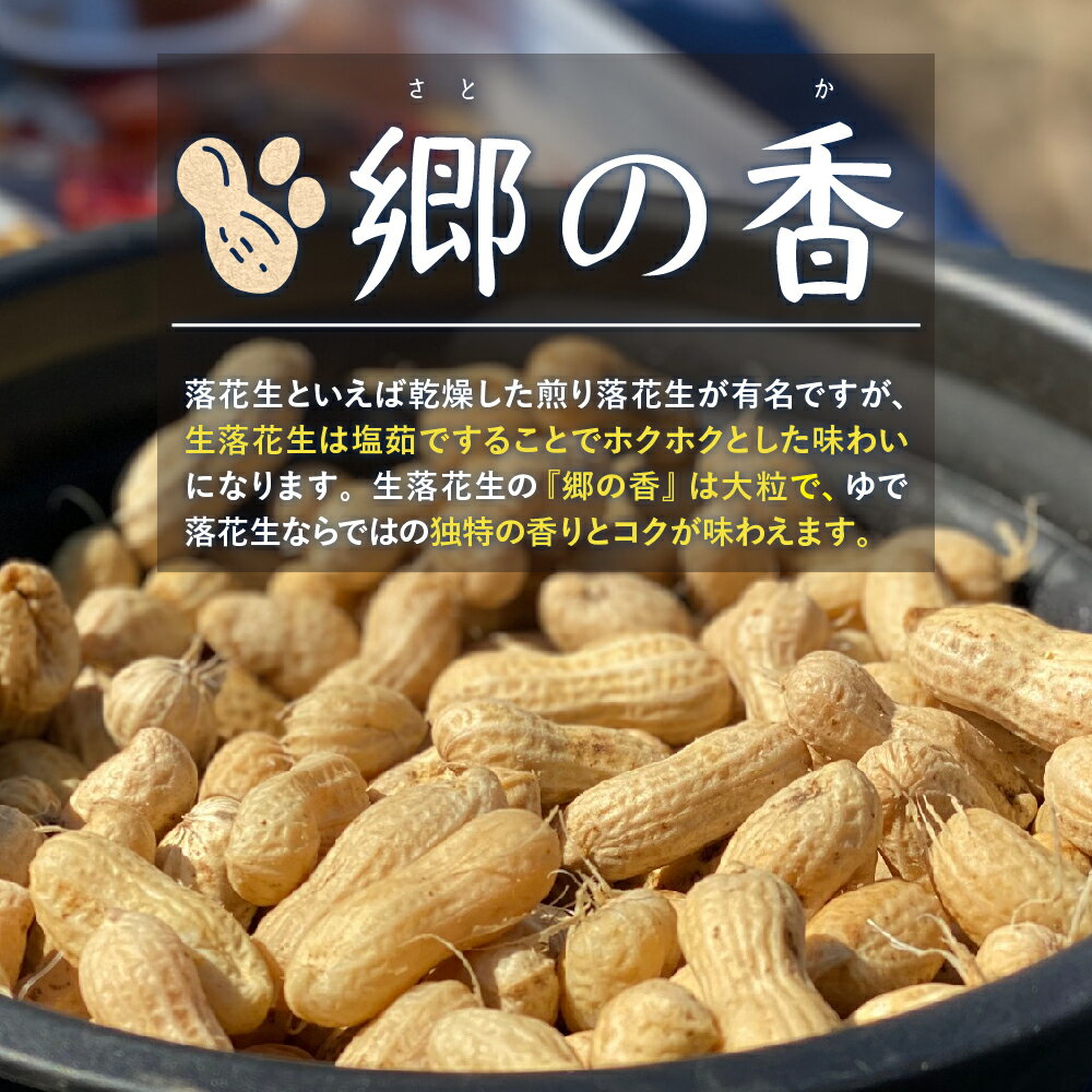 【ふるさと納税】 生落花生 茹で用 郷の香 1kg ( 500g ×2袋 ) さとのか 大粒 落花生 らっかせい 生らっかせい 生 豆 ピーナッツ ナッツ おやつ おつまみ つまみ おかず 冷蔵 予約 先行受付 秋 旬 国産 北海道十勝芽室町 - 画像2