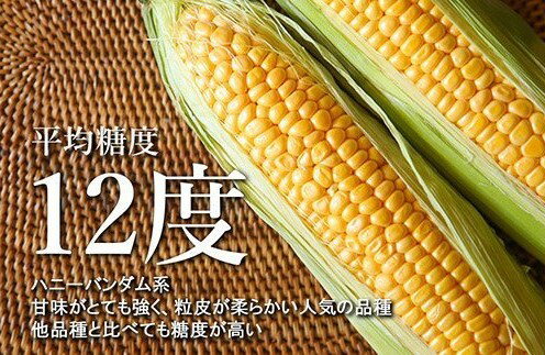 【ふるさと納税】【先行予約】 とうもろこし 味来 (選べる : 10本 / 15本 / 20本 / 30本 )【2026年7月下旬～8月上旬頃配送】 北海道産 朝獲れ スイートコーン ハニーバンダム みらい とうきび 生 野菜 黄色 産地直送 送料無料 期間限定 数量限定 贈答 北海道 十勝 芽室町 - 画像3