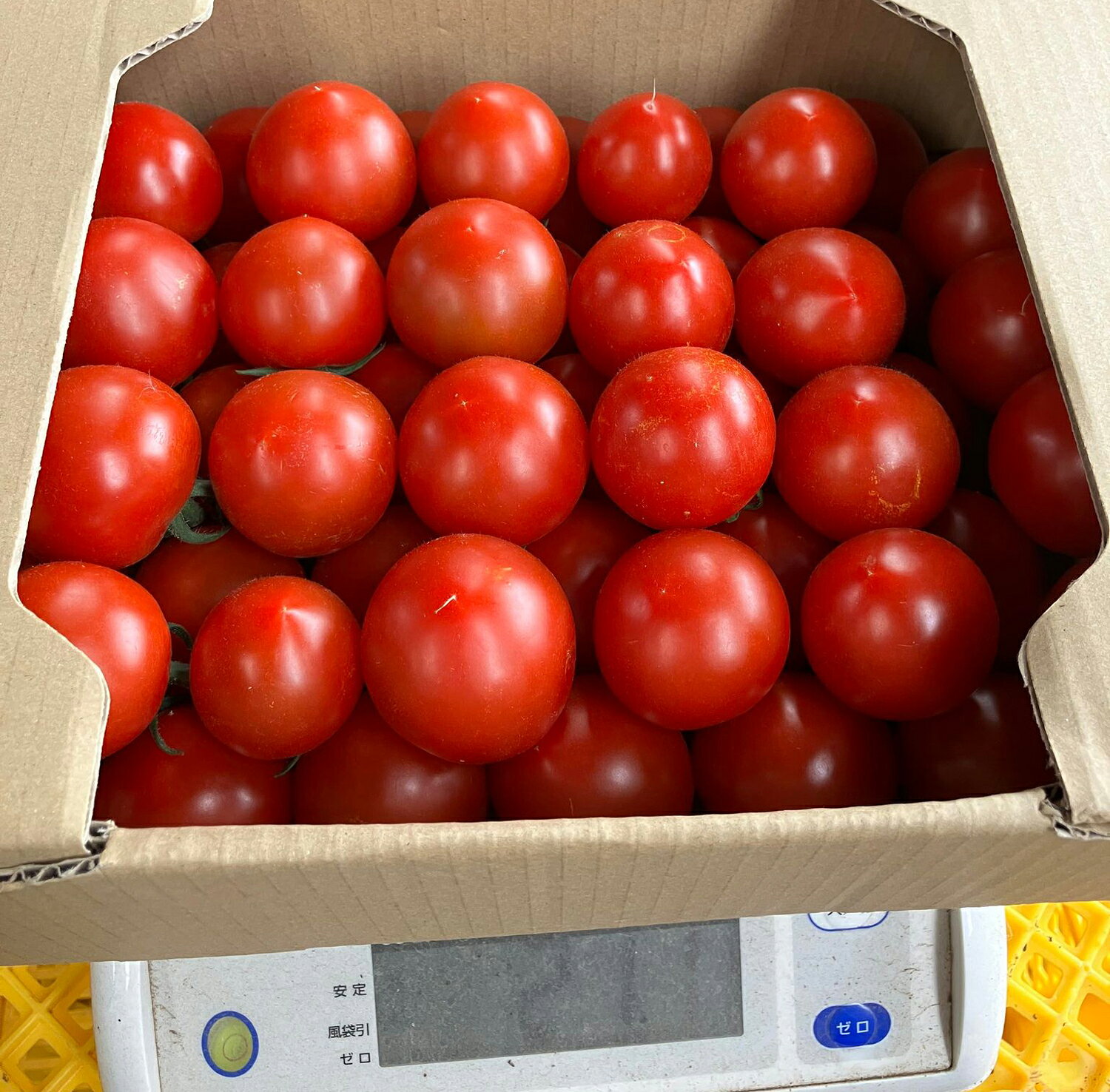 【ふるさと納税】【 先行受付 】宇佐美亮の トマト 中玉 選べる内容量（2kg／3kg）【2026年8月中旬から順次発送】/ とまと ミディ ミディトマト 野菜 サラダ 北海道産 お取り寄せ 産地直送 送料無料 北海道 十勝 芽室町 - 画像2