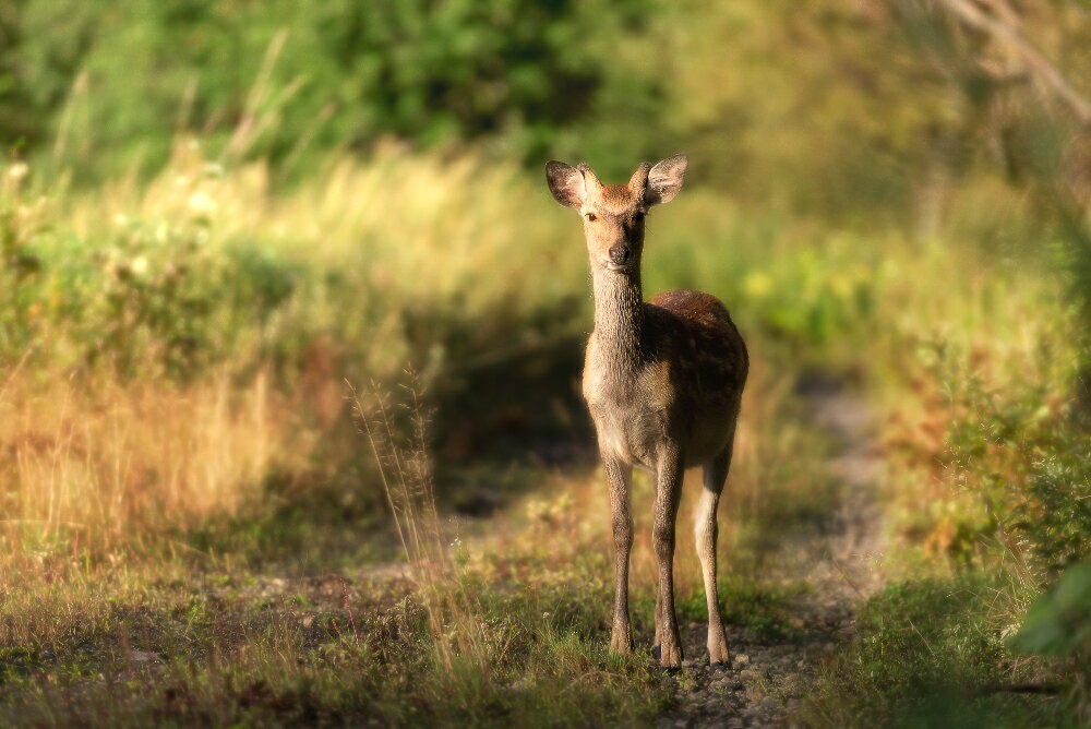 【ふるさと納税】オーダーメイド 鹿革靴 Buffa tanned Yezo deer 北海道 エゾ鹿 サムネイル3