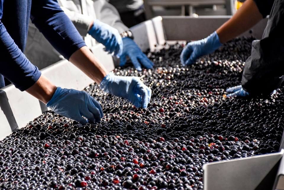 【ふるさと納税】十勝ワイン ハーフ24本セット（360ml×24本）山幸 清見 サムネイル3