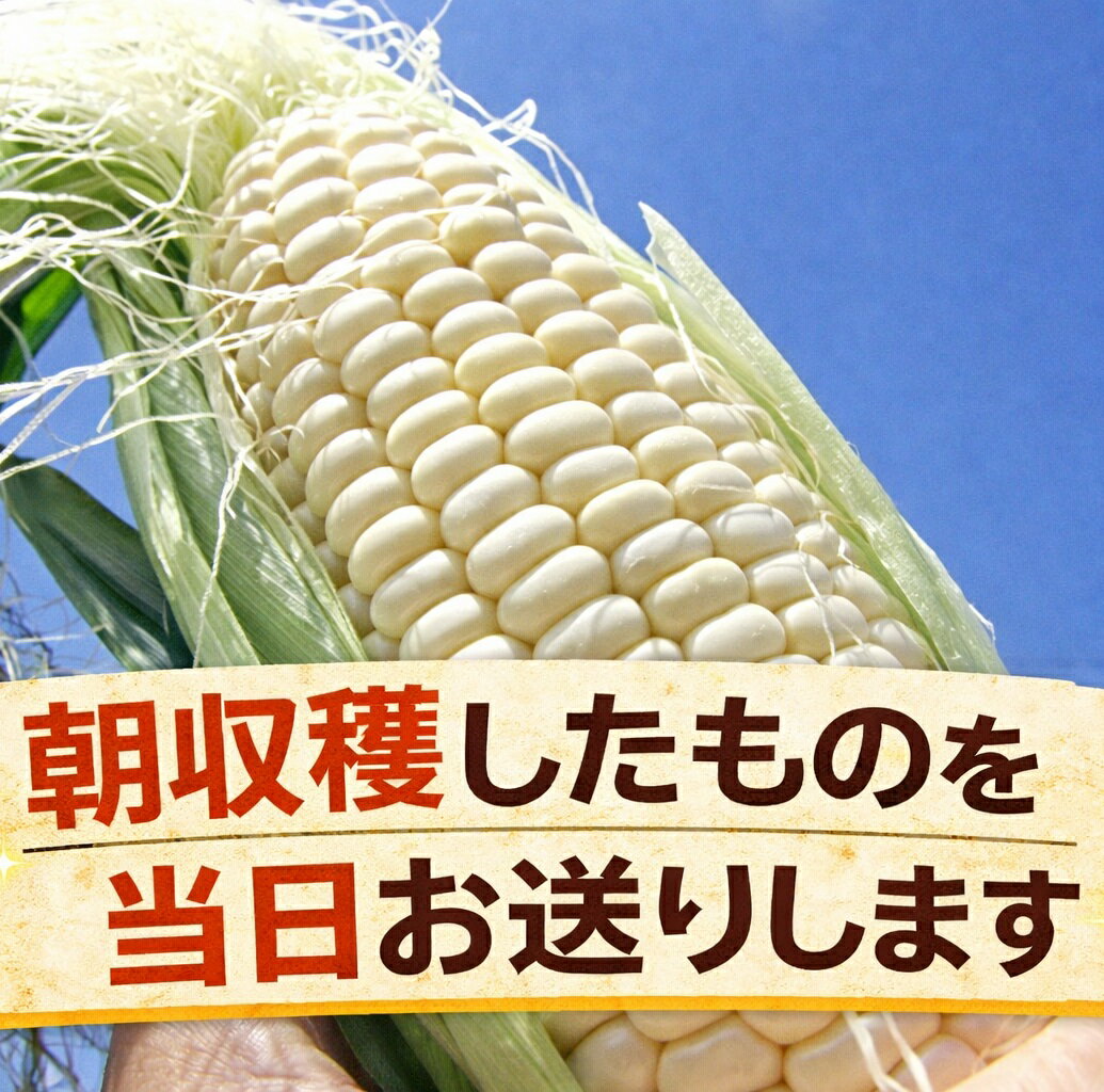 【ふるさと納税】訳あり 北海道 朝獲れ とうもろこし 2種 食べ比べセット 11～12本 甘い トウモロコシ 人気 送料無料 ホワイトコーン バイカラーコーン - 画像2