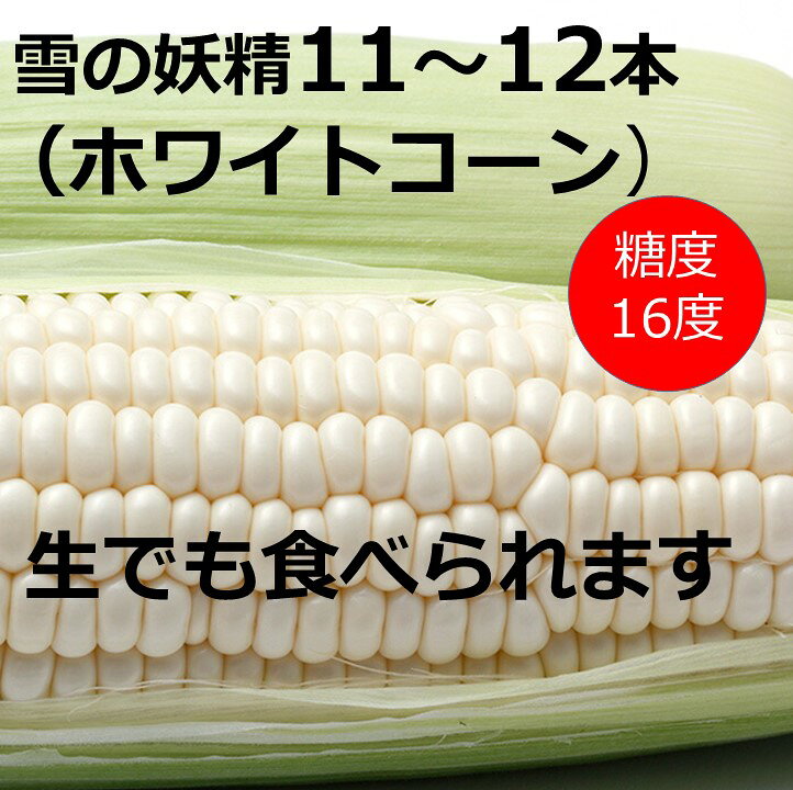 訳あり 雪の妖精（ホワイトコーン）11～12本入り 朝獲れ 北海道 とうもろこし トウモロコシ 甘い 人気 送料無料
