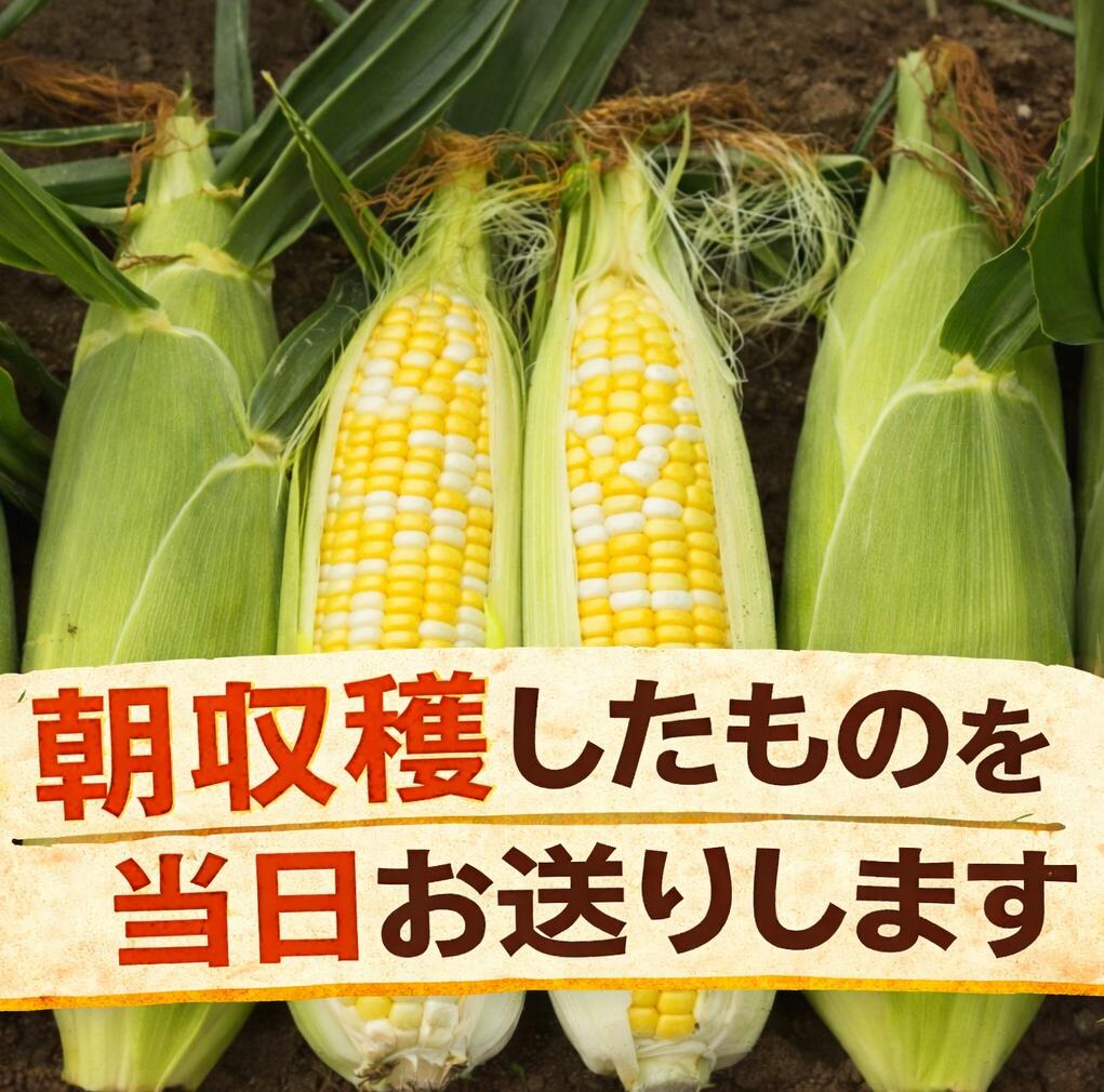 【ふるさと納税】訳あり とうもろこし 11~12本 歩味（あゆみ）バイカラーコーン 甘い とうもろこし 北海道 11本以上保証 数量限定 期間限定 トウモロコシ 送料無料 - 画像2