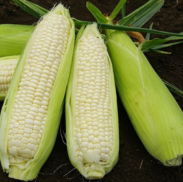 【ふるさと納税】訳あり 北海道 朝獲れ とうもろこし 2種 食べ比べセット 11～12本 甘い トウモロコシ 人気 送料無料 ホワイトコーン バイカラーコーン - 画像3