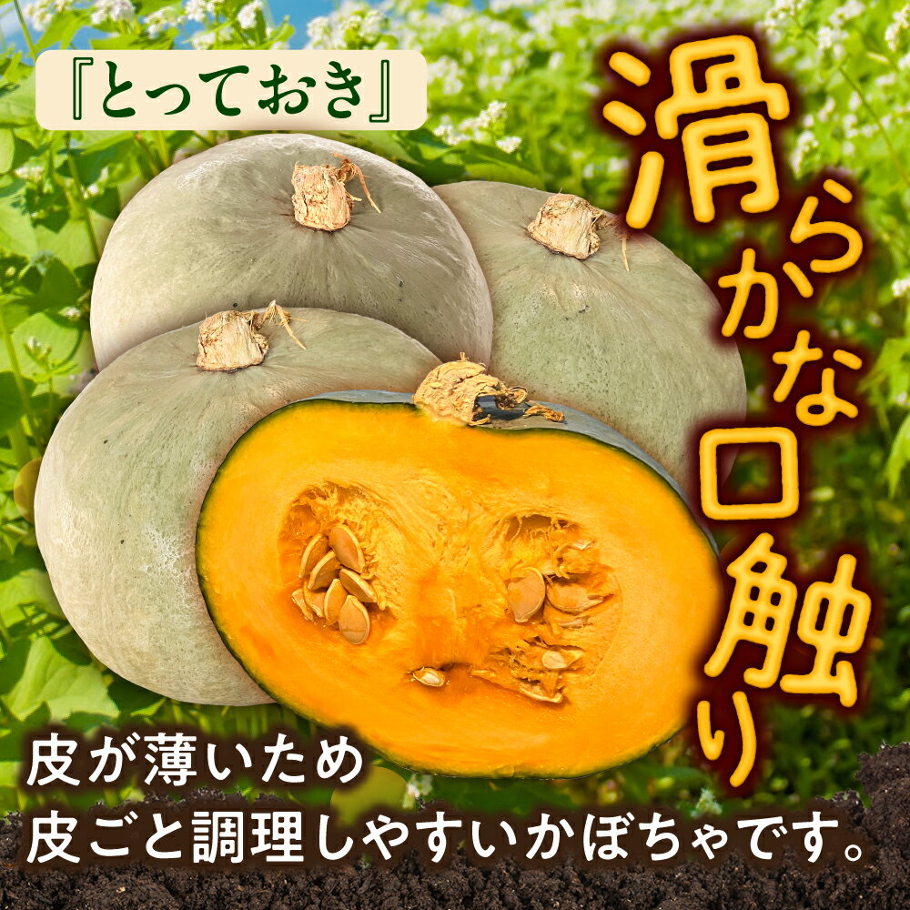 【ふるさと納税】【先行予約】北海道 かぼちゃ とっておき 2個 【9月中旬以降発送】足寄町/足寄アグリバイオ株式会社 カボチャ 南瓜 北海道産 道産 国産 食べ比べ セット 旬 新鮮 産地直送 産直 あしょろ ハロウィン グラタン スープ 新鮮 常温 常温配送 [BEAC010] - 画像2