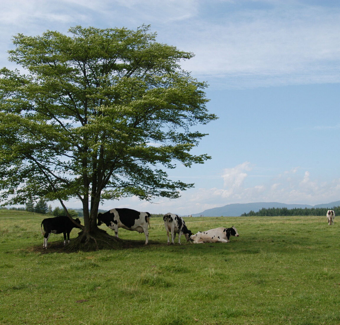 【ふるさと納税】北海道足寄町の対象施設で使える 楽天トラベルクーポン 寄付額20000円(クーポン6000円) [BEBF001] 北海道 宿泊 宿泊券 ホテル 旅館 旅行 旅行券 観光 トラベル チケット 旅 宿 券 - 画像3