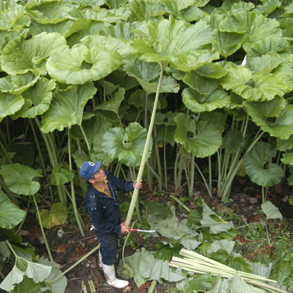 【ふるさと納税】北海道足寄町の対象施設で使える 楽天トラベルクーポン 寄付額30000円(クーポン9000円) [BEBF002] 北海道 宿泊 宿泊券 ホテル 旅館 旅行 旅行券 観光 トラベル チケット 旅 宿 券 - 画像2