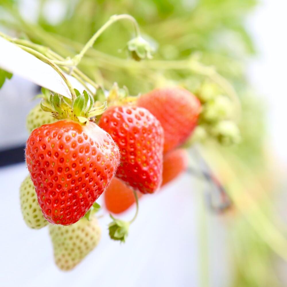 【ふるさと納税】北海道足寄町の対象施設で使える 楽天トラベルクーポン 寄付額30000円(クーポン9000円) [BEBF002] 北海道 宿泊 宿泊券 ホテル 旅館 旅行 旅行券 観光 トラベル チケット 旅 宿 券 - 画像3