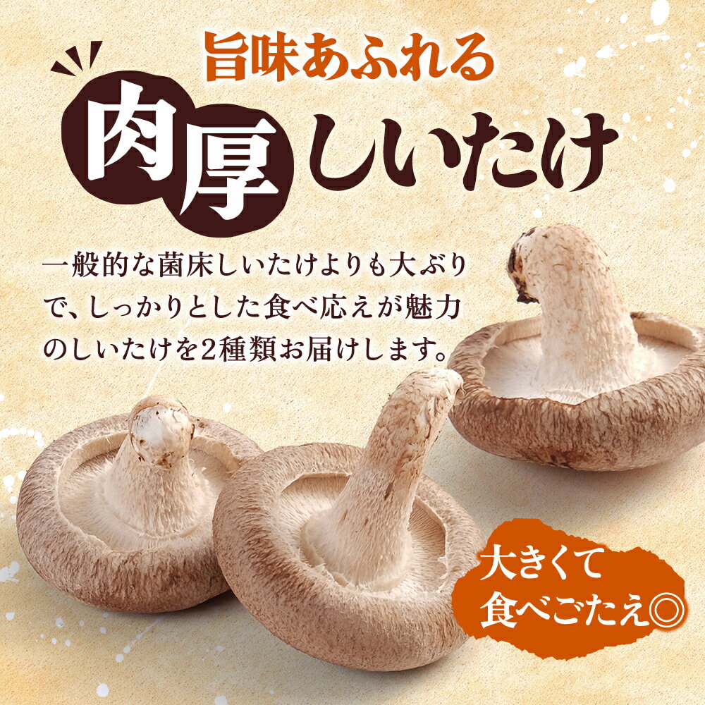 【ふるさと納税】北海道産 厚岸町 上尾幌 菌床栽培 キングしいたけ プリンスしいたけ 各1パック サムネイル3