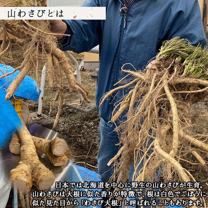 【ふるさと納税】 3165.天然 山わさび 1kg前後 山葵 ワサビ わさび 産地直送 薬味 肉 BBQ バーベキュー 焼き肉 送料無料 北海道 弟子屈町 - 画像2