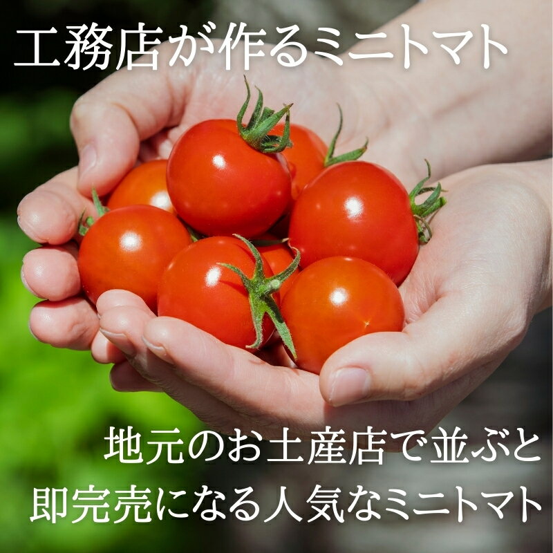 【ふるさと納税】【季節限定】北海道 鶴居村　つるいトマト 1kg 工務店が作った 高糖度 8.5以上! まるで フルーツ のような 甘さ ミニトマト フィルム栽培　地元の店頭に並ぶと 即売り切れ！ 期間限定 楽天スーパーSALE トマト - 画像2