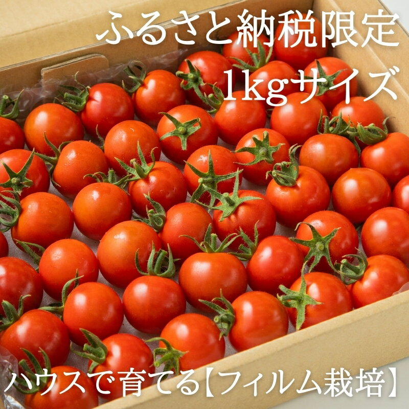 【ふるさと納税】【季節限定】北海道 鶴居村　つるいトマト 1kg 工務店が作った 高糖度 8.5以上! まるで フルーツ のような 甘さ ミニトマト フィルム栽培　地元の店頭に並ぶと 即売り切れ！ 期間限定 楽天スーパーSALE トマト - 画像3
