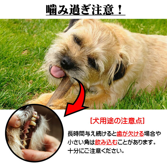 【ふるさと納税】えぞ鹿カット角【約10cm×3本】※トリーツ - 画像3