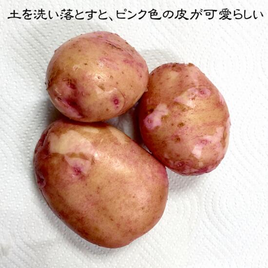 【ふるさと納税】じゃがいも（さやあかね）無農薬・無肥料・自然栽培・北海道産【5kg】 ふるさと納税 北海道 サムネイル2