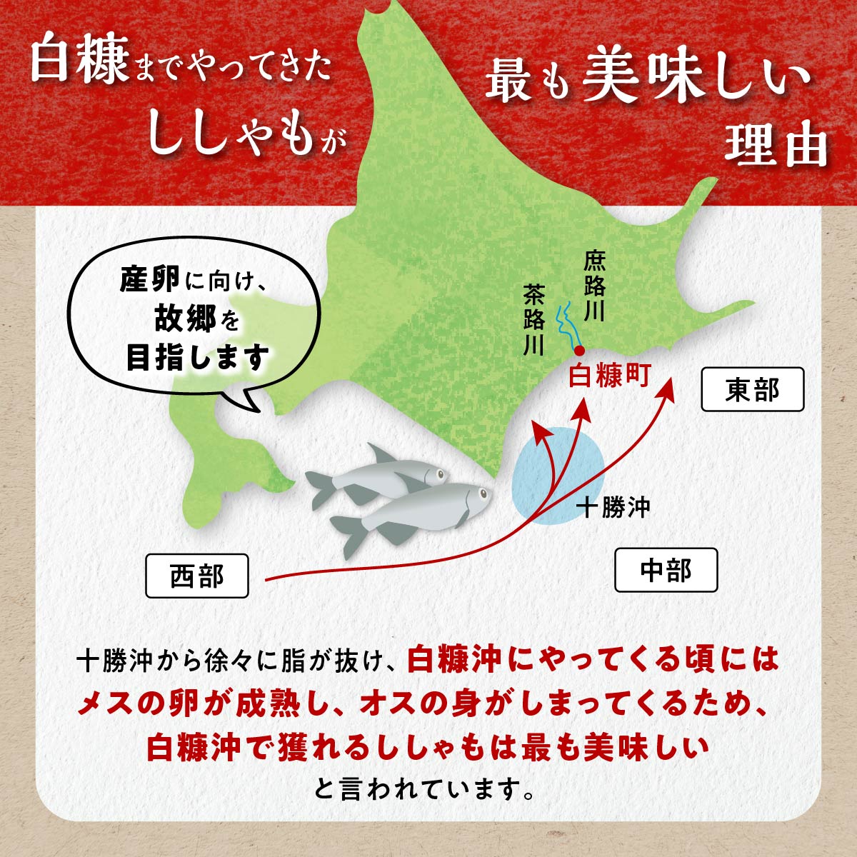 【ふるさと納税】高評価★4.11 北海道産 本ししゃも オス メス 【計10尾～60尾】 選べる 海鮮 ふるさと納税 魚 ししゃも シシャモ 柳葉魚 しらぬか産 国産 魚介 高級 干物 惣菜 子持ち グルメ 食べ物 人気 ランキング 冷凍 北海道 白糠町 サムネイル3