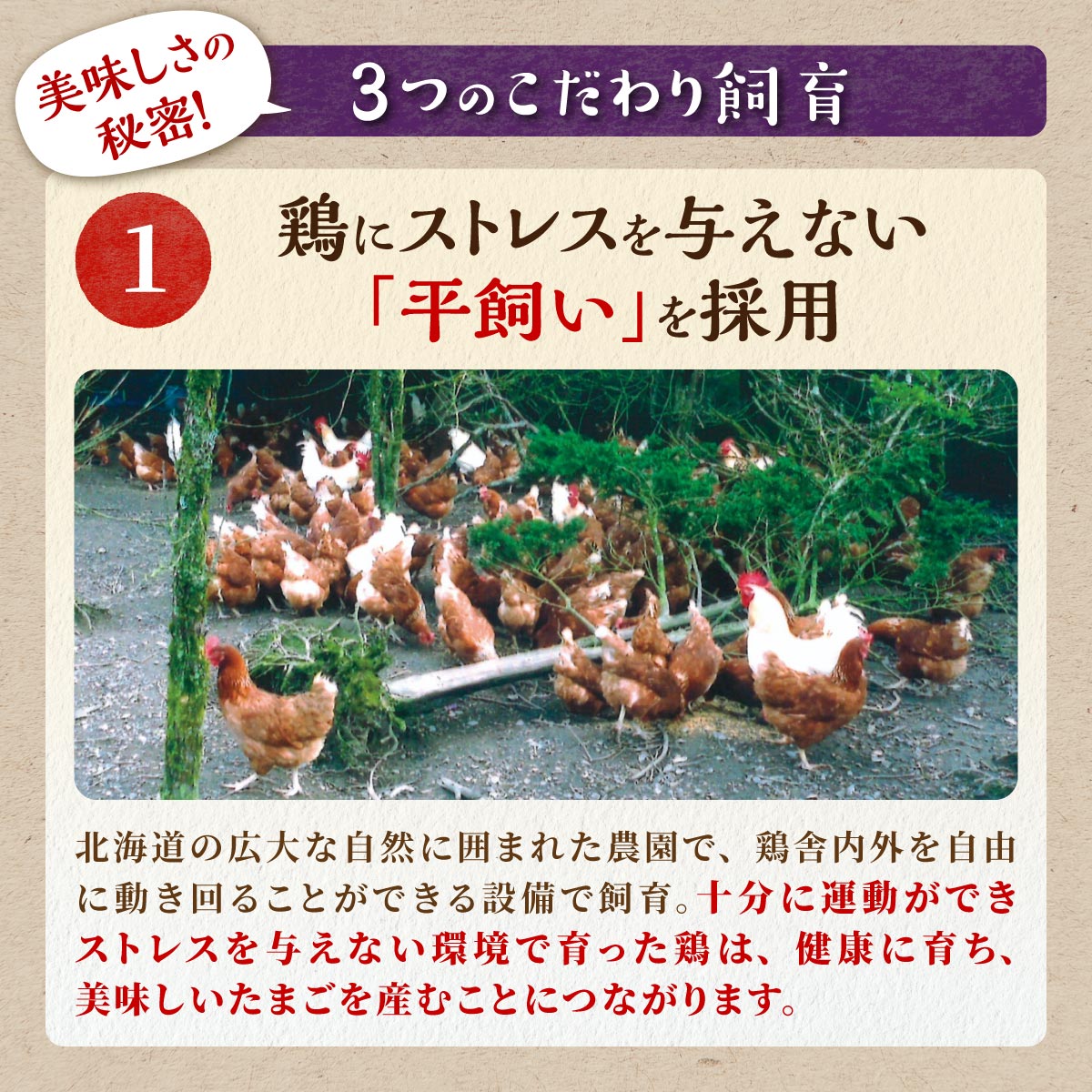 【ふるさと納税】高評価 5.00 たかはしさんの 新鮮卵 30個 なんと産みたて 当日出荷 ご飯 卵かけごはん ふるさと納税 北海道 卵 たまご 白糠町 - 画像3