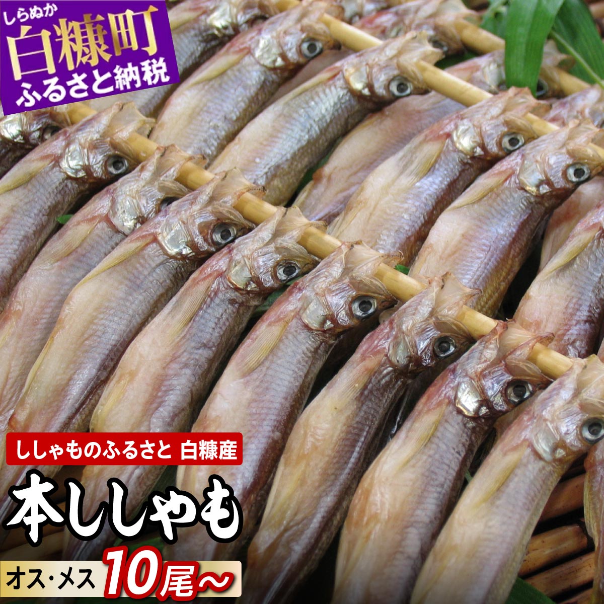 高評価★4.11 北海道産 本ししゃも オス メス 【計10尾～60尾】 選べる 海鮮 ふるさと納税 魚 ししゃも シシャモ 柳葉魚 しらぬか産 国産 魚介 高級 干物 惣菜 子持ち グルメ 食べ物 人気 ランキング 冷凍 北海道 白糠町