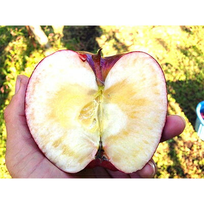 【ふるさと納税】りんご 「完熟おいらせ」 大玉(冷蔵) 3kg (約8～11個) 農園1番人気品種_A19【配送不可地域：離島・沖縄県】【1073683】