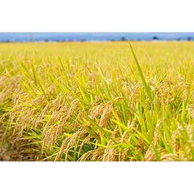 【ふるさと納税】【五つ星お米マイスター厳選】青森県産　天匠米あさゆき　白米5kg_A2-868【1132700】 - 画像2