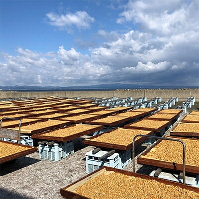 【ふるさと納税】青森むつ湾産ほたて干貝柱・白干　詰め合わせ　各130g_ ほたて 貝柱 帆立 ホタテ貝柱 むつ湾 青森 産地直送 天日干し乾燥ほたて 白干 ひも付き乾燥ほたて 詰合せ セット 人気 おすすめ 送料無料 お取り寄せ 贈答 ギフト プレゼント 【1132704】 サムネイル3