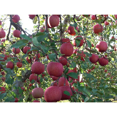 【ふるさと納税】【百年続く青森のりんご農家直送】葉とらずサンふじ　約10kg　贈答用【12月から発送開始】【配送不可地域：離島】【1170122】 サムネイル3