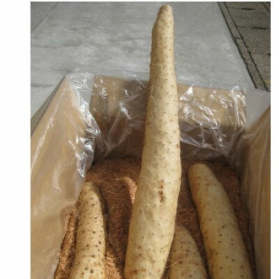 【ふるさと納税】青森県産ながいも「ネバリスター」約3kg(L～2Lサイズ×4本入り)【配送不可地域：離島・沖縄県】【1375437】 - 画像2